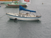 Sea lion diving near a boat