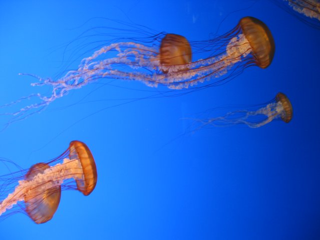 Jelly fish