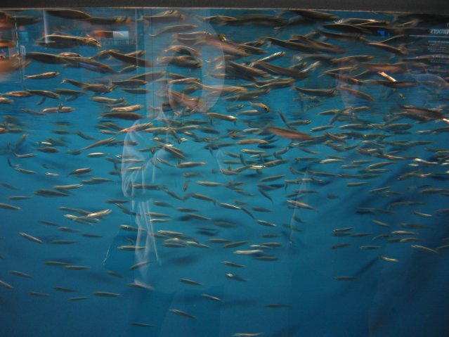 School of fish