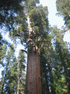 Top of General Sherman sequoia