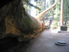 The fallen sequoia