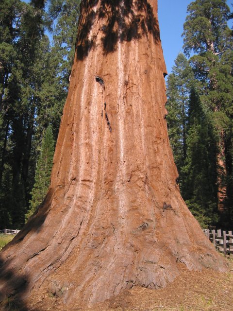Large sequoia trunk