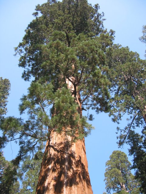 Tall sequoia