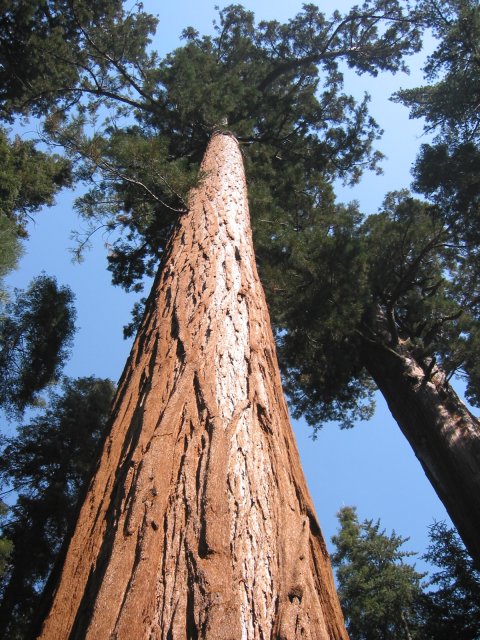 Top of a tall sequoia