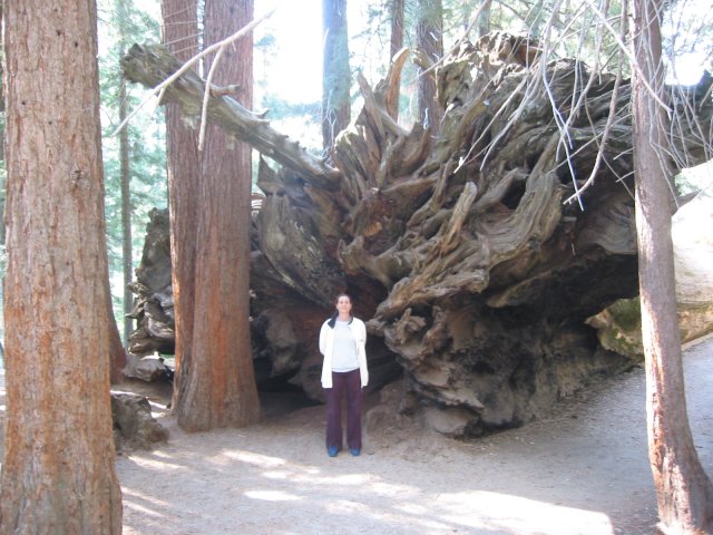 Coralie in front of the roots of a fallen sequoia