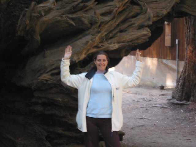 Coralie in front of the roots of a fallen sequoia