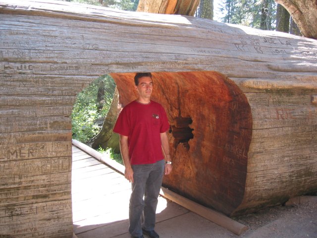 Steph in front of a tunnel carved in the trunk of the fallen sequoia