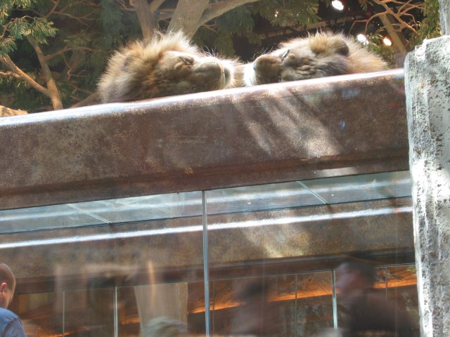 Lions at the MGM