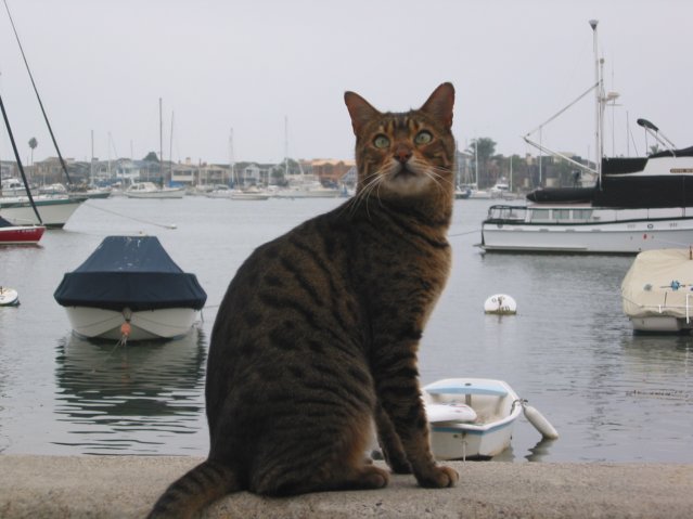 Cat sitting and looking up, boats on the background