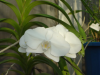 White Phalaenopsis flowers