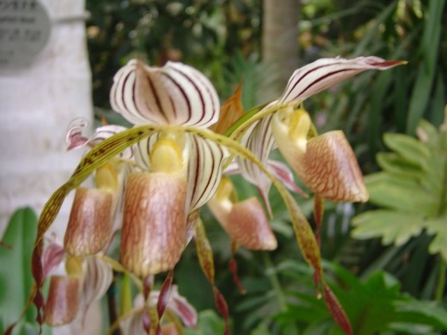 Close up of paphiopedilum flowers