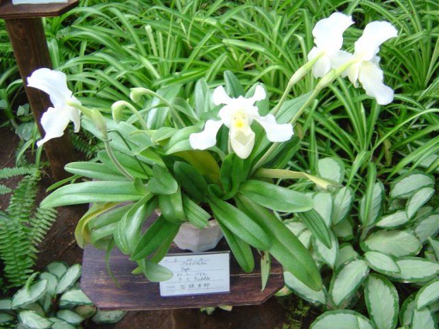 White paphiopedilum