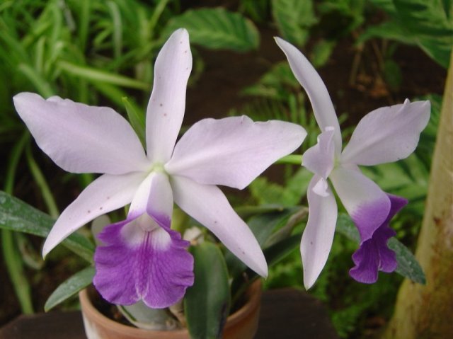 Close up of Le Mini Purple Esenulea flower