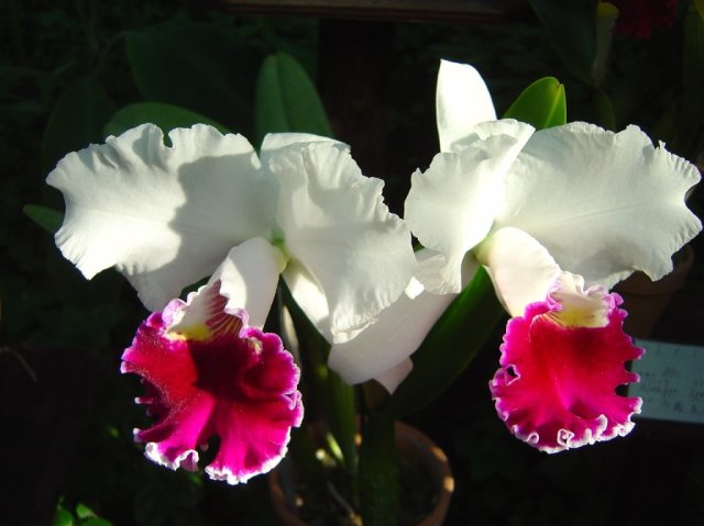 Close up of orchid flowers