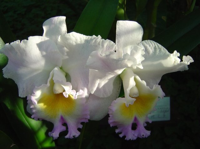 Close up of orchid flowers