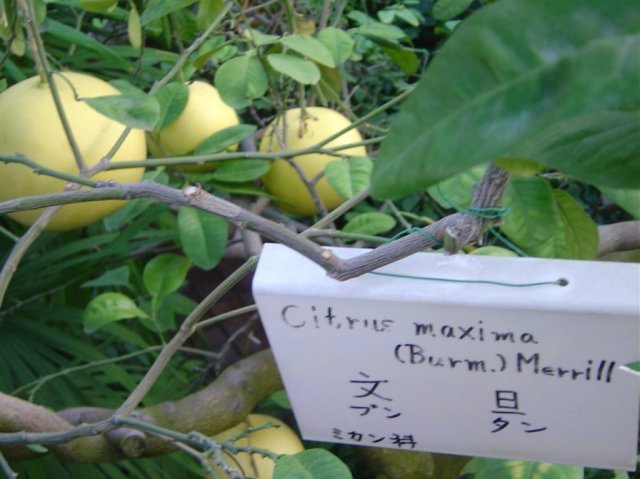 Citrus Maxima (enormous lemon)