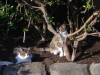 Two cats sun bathing between bushes