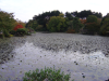 Pond