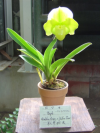 Paphiopedilum