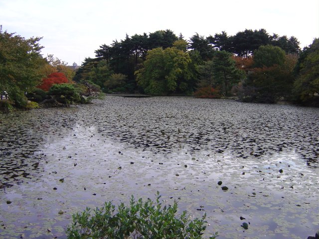 Pond