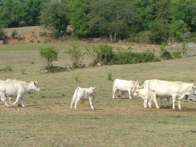 Veaux et vaches blanches