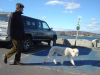 Man walking a giant white poodle, at Rockport.