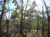 Eucalyptus screen