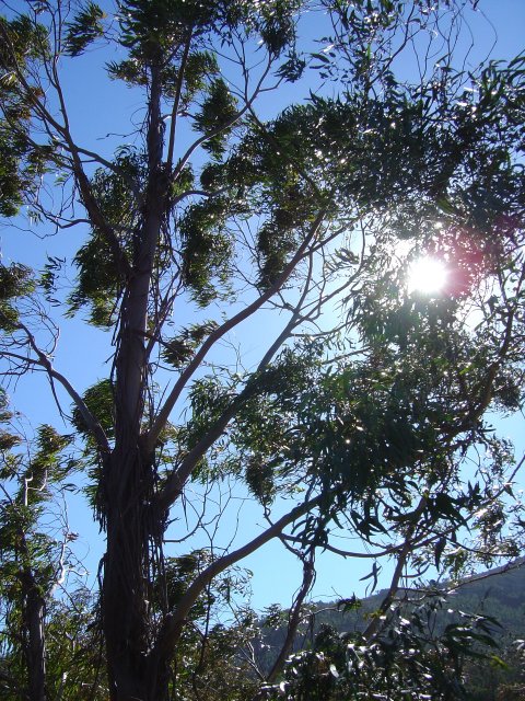 The sun through the branches of a Eucalyptus 