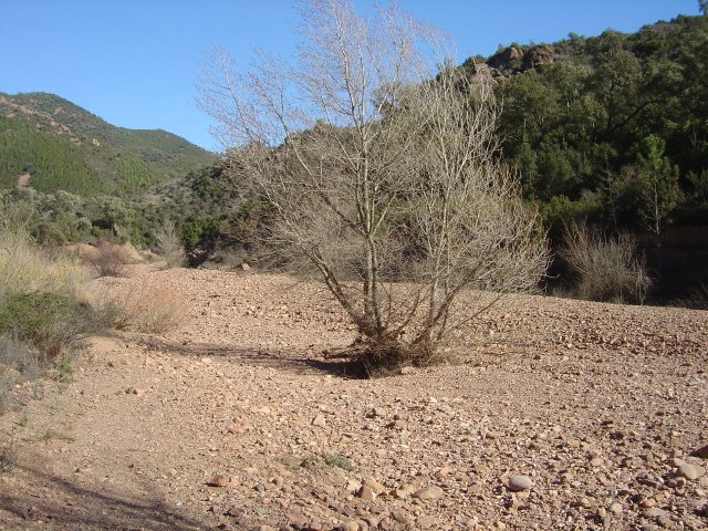 Solitary bare tree in a barren patch