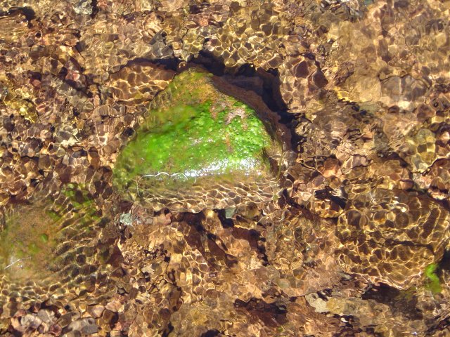 Moss on a rock half immersed in water