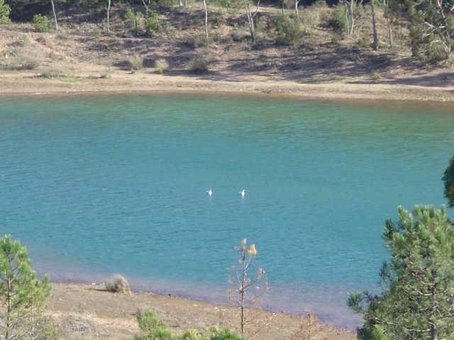 Two white birdies floating on the water