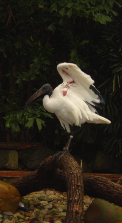 An ibis
