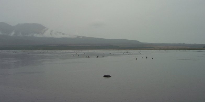 Black swans on a lake