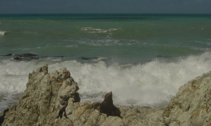 Fur seals