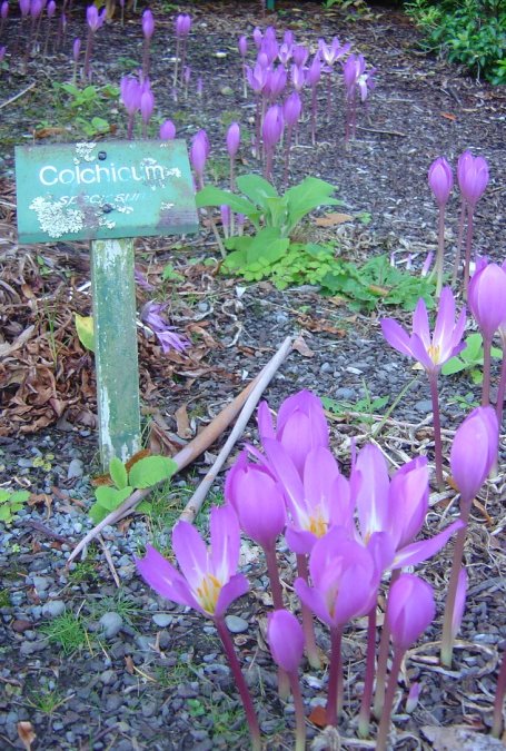 Colchicum