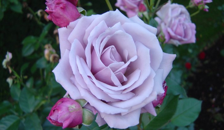 Roses