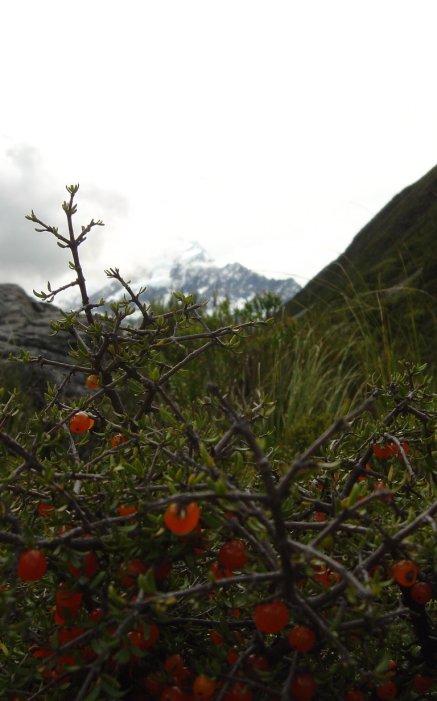Mount Cook behind a bush of orange berries