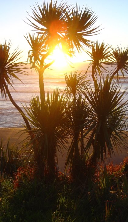 Cabbage tree and sunset over the Tasman Sea