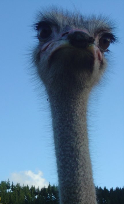 Emu
