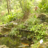 Fish pond and water fall
