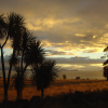 Cabbage tree, yellow field, clouds at sunset