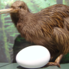 The only kiwi I saw was this very still one at the Whakapapa visitor centre