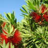 At Christchurch botanical gardens