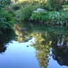A quiet pond at Christchurch botanical gardens