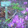 Colchicum