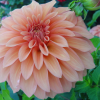 Dahlia