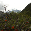 Mount Cook behind a bush of orange berries