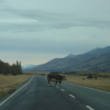 A cow crossing the road