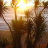 Cabbage tree and sunset over the Tasman Sea