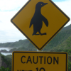 Caution, penguins